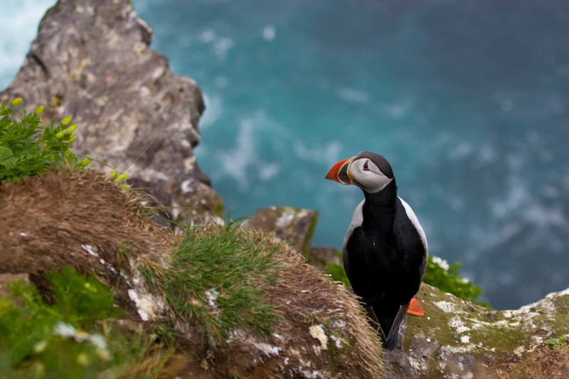 Atlantic Puffin